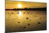Swans and Ducks at Sunset, Reykjavik, Iceland-Arctic-Images-Mounted Photographic Print