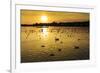 Swans and Ducks at Sunset, Reykjavik, Iceland-Arctic-Images-Framed Photographic Print