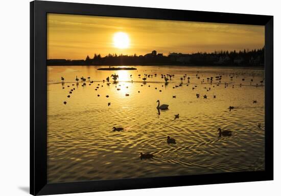 Swans and Ducks at Sunset, Reykjavik, Iceland-Arctic-Images-Framed Photographic Print