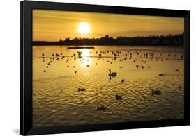 Swans and Ducks at Sunset, Reykjavik, Iceland-Arctic-Images-Framed Photographic Print