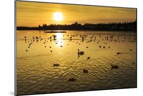 Swans and Ducks at Sunset, Reykjavik, Iceland-Arctic-Images-Mounted Photographic Print