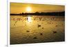 Swans and Ducks at Sunset, Reykjavik, Iceland-Arctic-Images-Framed Photographic Print