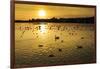 Swans and Ducks at Sunset, Reykjavik, Iceland-Arctic-Images-Framed Photographic Print