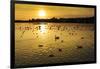 Swans and Ducks at Sunset, Reykjavik, Iceland-Arctic-Images-Framed Photographic Print