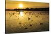 Swans and Ducks at Sunset, Reykjavik, Iceland-Arctic-Images-Stretched Canvas