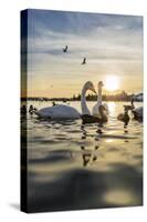 Swans and Ducks in Pond, Reykjavik, Iceland-Arctic-Images-Stretched Canvas