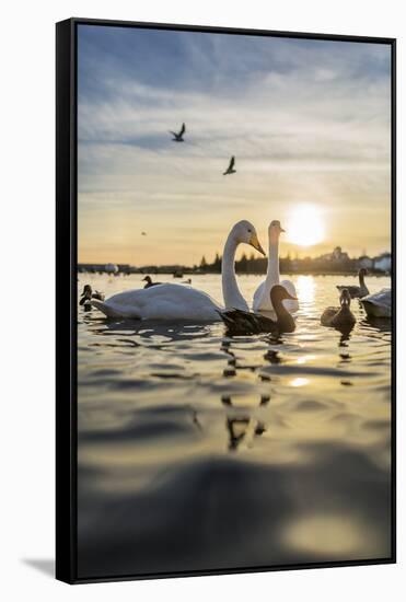 Swans and Ducks in Pond, Reykjavik, Iceland-Arctic-Images-Framed Stretched Canvas