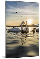 Swans and Ducks in Pond, Reykjavik, Iceland-Arctic-Images-Mounted Premium Photographic Print