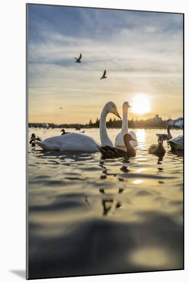 Swans and Ducks in Pond, Reykjavik, Iceland-Arctic-Images-Mounted Premium Photographic Print