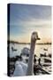 Swans and Ducks in Pond, Reykjavik, Iceland-Arctic-Images-Stretched Canvas