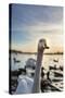 Swans and Ducks in Pond, Reykjavik, Iceland-Arctic-Images-Stretched Canvas