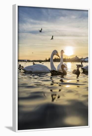 Swans and Ducks in Pond, Reykjavik, Iceland-Arctic-Images-Framed Photographic Print