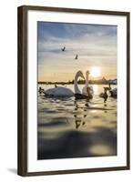 Swans and Ducks in Pond, Reykjavik, Iceland-Arctic-Images-Framed Photographic Print