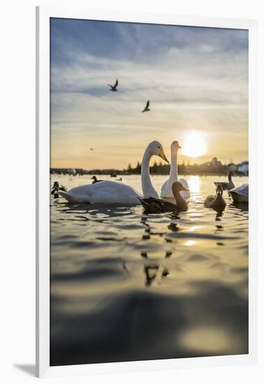 Swans and Ducks in Pond, Reykjavik, Iceland-Arctic-Images-Framed Photographic Print