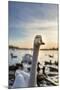 Swans and Ducks in Pond, Reykjavik, Iceland-Arctic-Images-Mounted Photographic Print