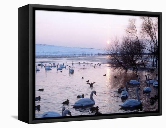 Swans and Ducks, Yorkshire 1978-null-Framed Stretched Canvas