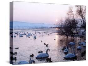Swans and Ducks, Yorkshire 1978-null-Stretched Canvas