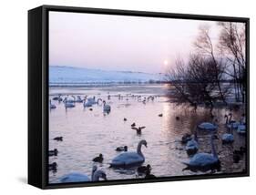 Swans and Ducks, Yorkshire 1978-null-Framed Stretched Canvas