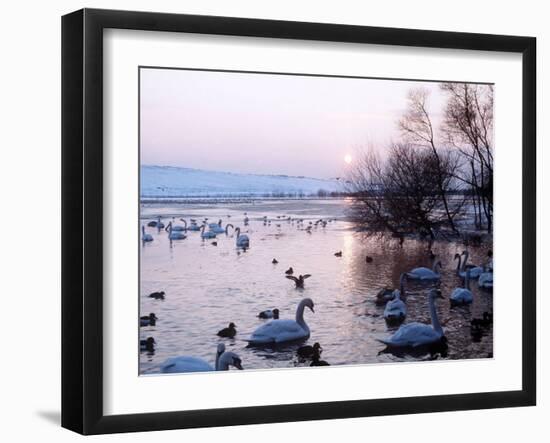 Swans and Ducks, Yorkshire 1978-null-Framed Photographic Print
