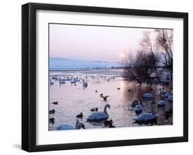 Swans and Ducks, Yorkshire 1978-null-Framed Photographic Print