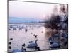 Swans and Ducks, Yorkshire 1978-null-Mounted Photographic Print