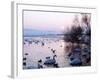 Swans and Ducks, Yorkshire 1978-null-Framed Photographic Print