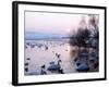 Swans and Ducks, Yorkshire 1978-null-Framed Photographic Print