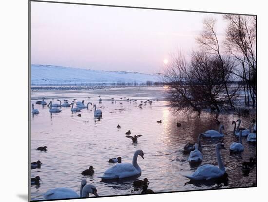 Swans and Ducks, Yorkshire 1978-null-Mounted Photographic Print