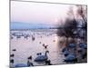 Swans and Ducks, Yorkshire 1978-null-Mounted Photographic Print