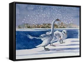 Swans at Kensington Palace-Isabel Hutchison-Framed Stretched Canvas