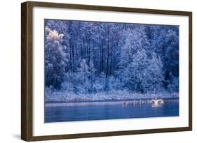 Swans at Sunrise on Winter Lake-Shaiith-Framed Photographic Print