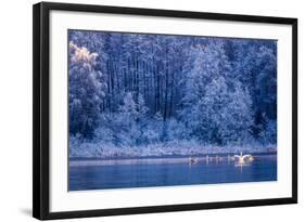 Swans at Sunrise on Winter Lake-Shaiith-Framed Photographic Print