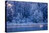 Swans at Sunrise on Winter Lake-Shaiith-Stretched Canvas