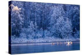 Swans at Sunrise on Winter Lake-Shaiith-Stretched Canvas