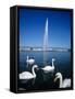 Swans Below the Jet D'Eau (Water Jet), Geneva, Lake Geneva (Lac Leman), Switzerland, Europe-Stuart Black-Framed Stretched Canvas