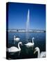 Swans Below the Jet D'Eau (Water Jet), Geneva, Lake Geneva (Lac Leman), Switzerland, Europe-Stuart Black-Stretched Canvas