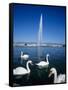 Swans Below the Jet D'Eau (Water Jet), Geneva, Lake Geneva (Lac Leman), Switzerland, Europe-Stuart Black-Framed Stretched Canvas