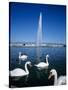 Swans Below the Jet D'Eau (Water Jet), Geneva, Lake Geneva (Lac Leman), Switzerland, Europe-Stuart Black-Stretched Canvas