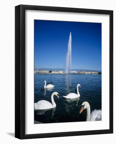 Swans Below the Jet D'Eau (Water Jet), Geneva, Lake Geneva (Lac Leman), Switzerland, Europe-Stuart Black-Framed Photographic Print