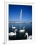 Swans Below the Jet D'Eau (Water Jet), Geneva, Lake Geneva (Lac Leman), Switzerland, Europe-Stuart Black-Framed Photographic Print