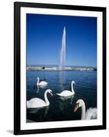 Swans Below the Jet D'Eau (Water Jet), Geneva, Lake Geneva (Lac Leman), Switzerland, Europe-Stuart Black-Framed Photographic Print