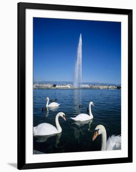 Swans Below the Jet D'Eau (Water Jet), Geneva, Lake Geneva (Lac Leman), Switzerland, Europe-Stuart Black-Framed Photographic Print