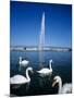 Swans Below the Jet D'Eau (Water Jet), Geneva, Lake Geneva (Lac Leman), Switzerland, Europe-Stuart Black-Mounted Photographic Print