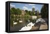 Swans Beside the River Severn and Worcester Cathedral, Worcester, Worcestershire, England-Stuart Black-Framed Stretched Canvas