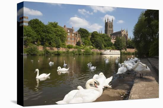 Swans Beside the River Severn and Worcester Cathedral, Worcester, Worcestershire, England-Stuart Black-Stretched Canvas