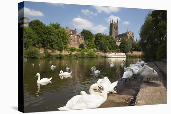 Swans Beside the River Severn and Worcester Cathedral, Worcester, Worcestershire, England-Stuart Black-Stretched Canvas