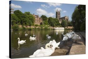 Swans Beside the River Severn and Worcester Cathedral, Worcester, Worcestershire, England-Stuart Black-Stretched Canvas