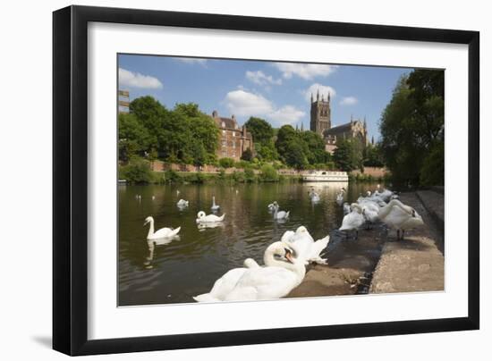 Swans Beside the River Severn and Worcester Cathedral, Worcester, Worcestershire, England-Stuart Black-Framed Photographic Print