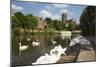 Swans Beside the River Severn and Worcester Cathedral, Worcester, Worcestershire, England-Stuart Black-Mounted Photographic Print