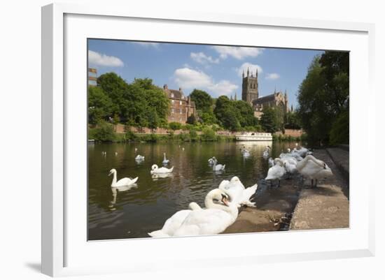 Swans Beside the River Severn and Worcester Cathedral, Worcester, Worcestershire, England-Stuart Black-Framed Photographic Print